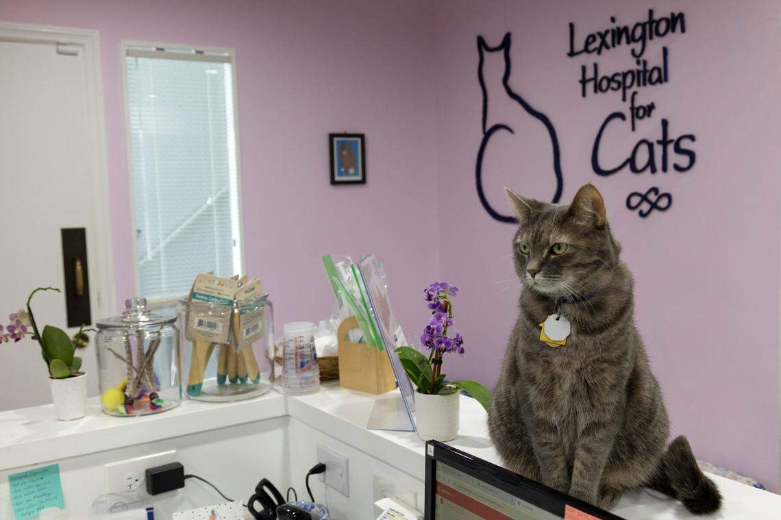 Violet, one of the cats who lives at The Lexington Hospital for Cats, sits atop the counter in the lobby July 3. The clinic remains independently owned.