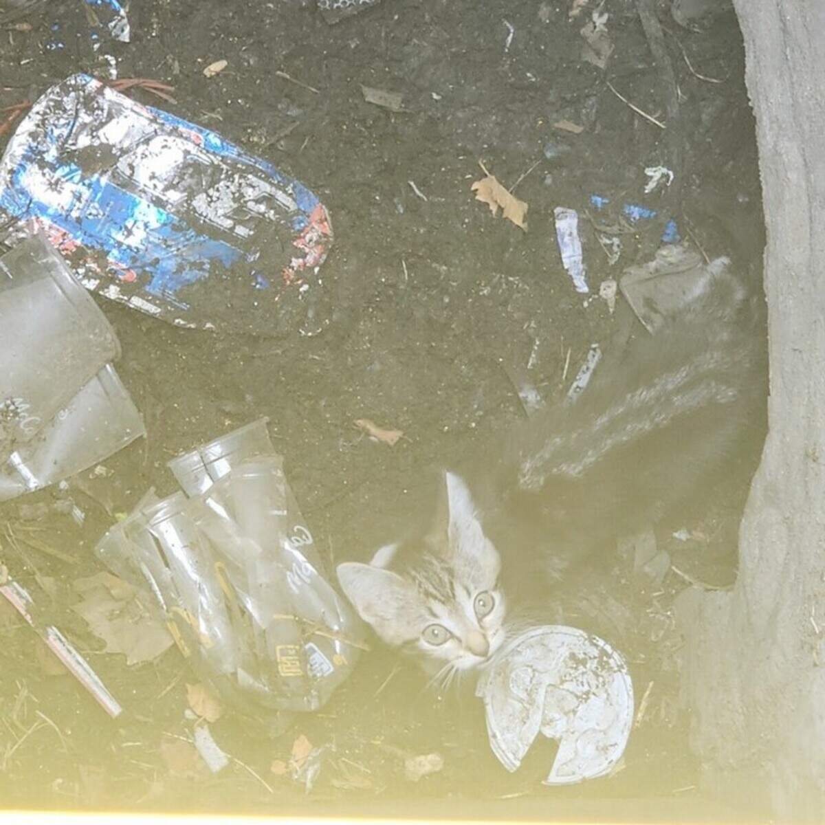 Stormy the Kitten was rescued from a storm drain that was filled with trash and debris at the intersection of Richmond Road and Mt. Tabor Road by the Lexington Fire Department on July 16, 2024.