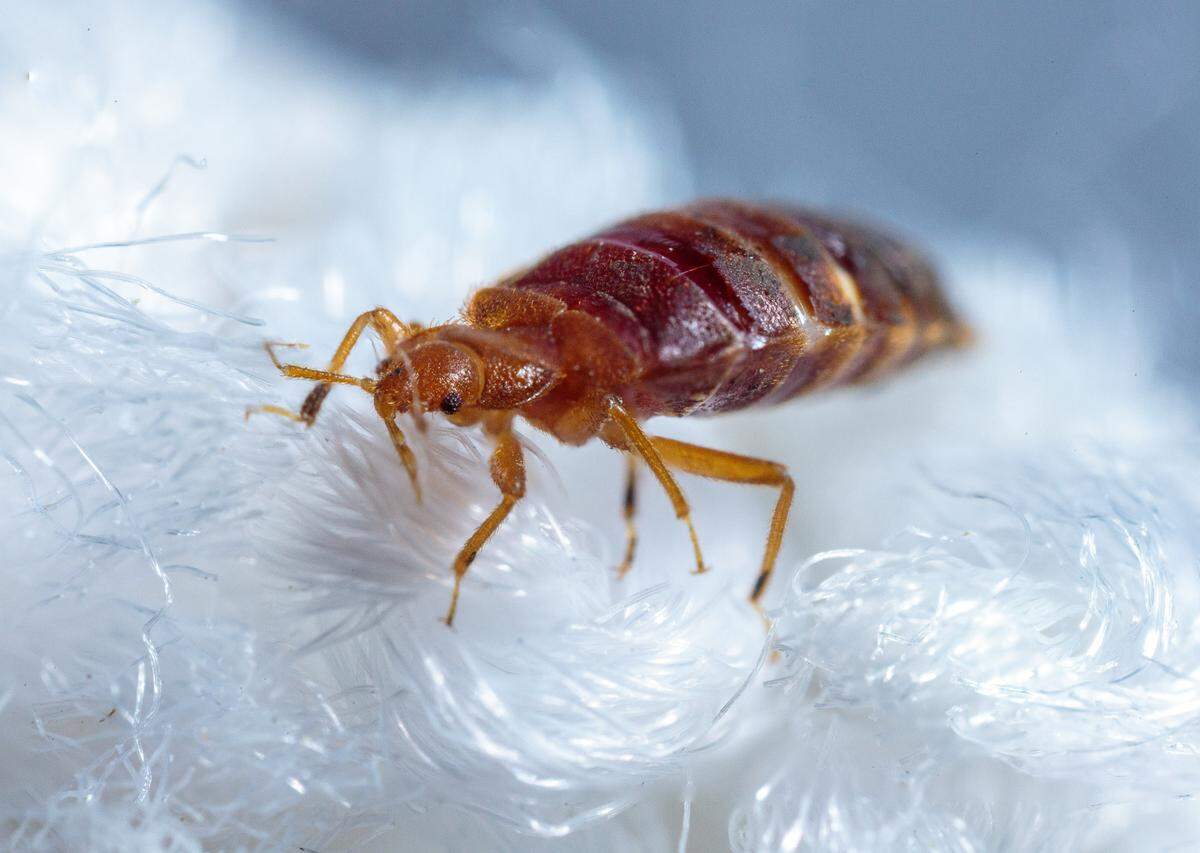 A bed bug crawls across some cotton-like material in a laboratory. Bed bugs have round abdomens and are orange or reddish in appearance.