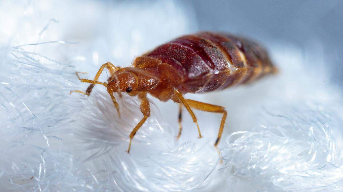 A bed bug crawls across some cotton-like material in a laboratory. Bed bugs have round abdomens and are orange or reddish in appearance.