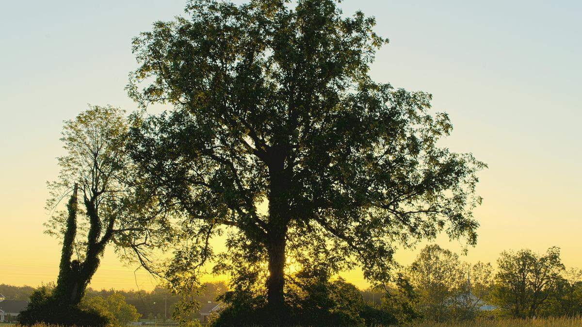 An old shellbark hickory, or Kingnut, tree, in the Hamburg area of Fayette County. Photo by Tom Kimmerer