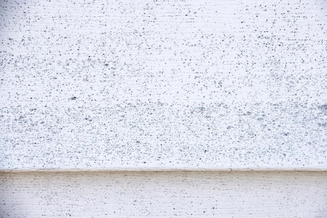 Whiskey fungus grows on the siding of a home within sight of Wild Turkey bourbon distillery and near newer warehouses.