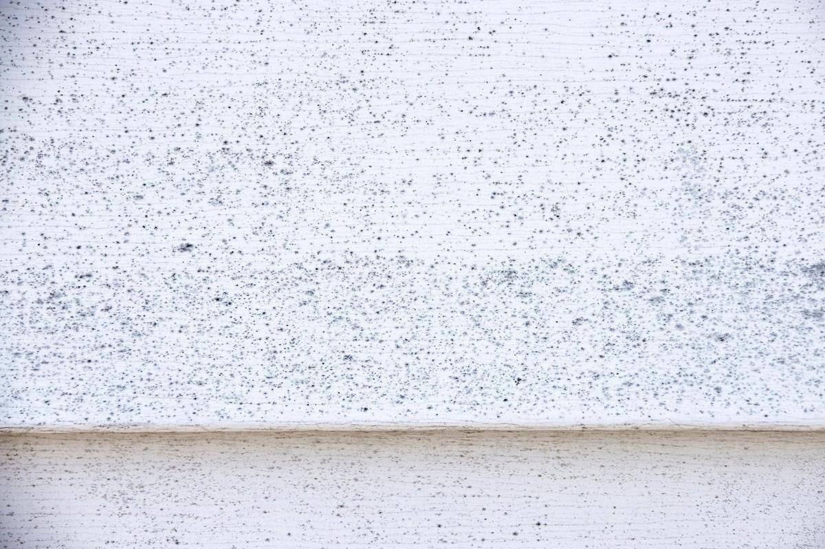 Whiskey fungus grows on the siding of a home within sight of Wild Turkey bourbon distillery and near newer warehouses.