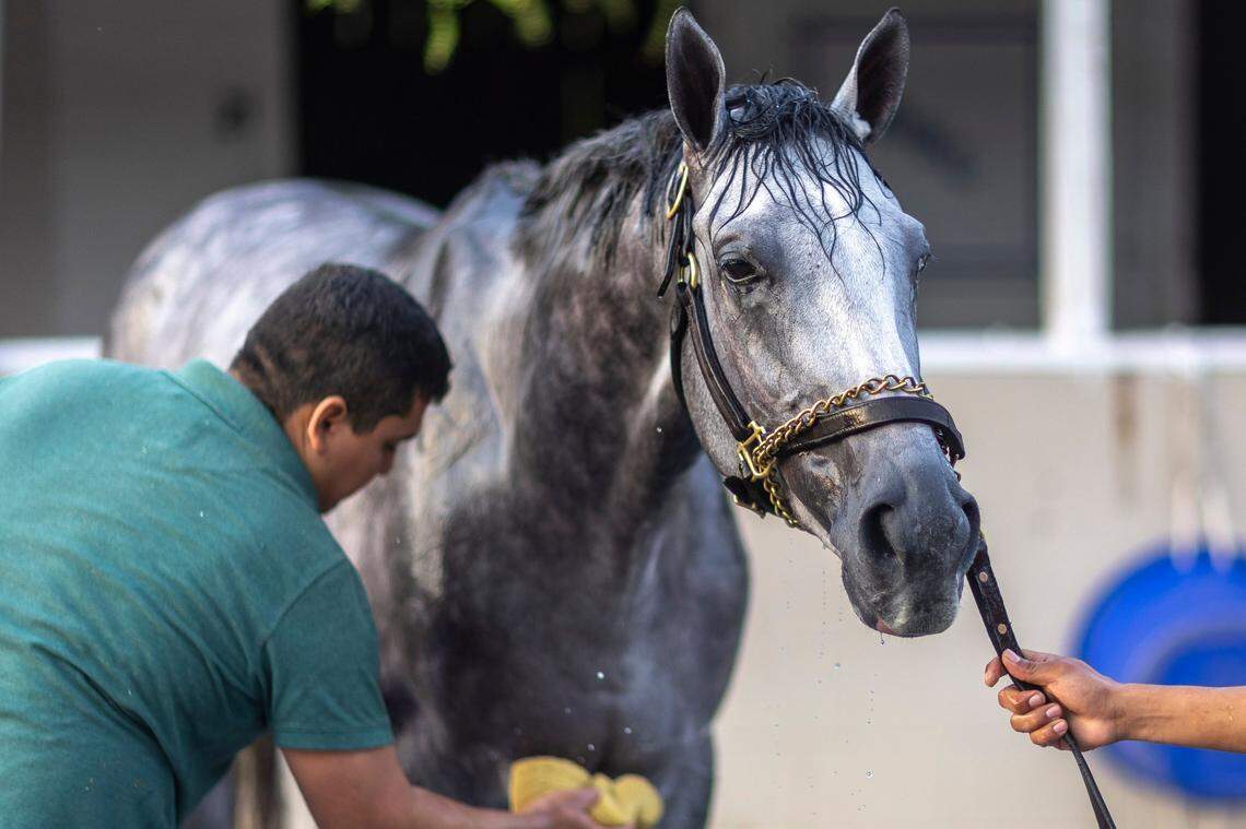 Final Gambit is bathed after morning workouts out at Churchill Downs on Tuesday. The winner of Turfway Park’s Jeff Ruby Steaks is a 30-1 shot on the morning line for Saturday’s 151st Kentucky Derby.