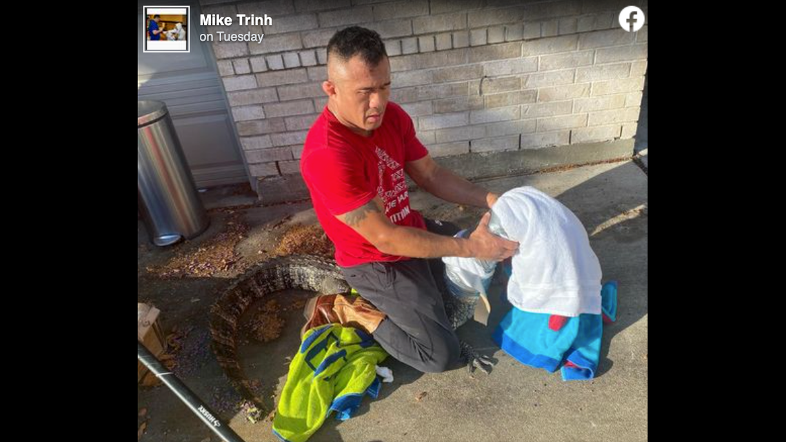 Mike Trinh, of Missouri City, Texas, secured an alligator that was roaming in his driveway.