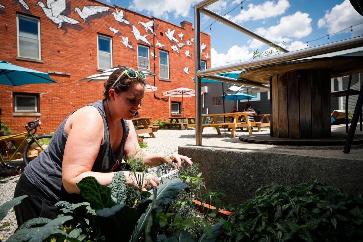 Natasha Henley, of Lexington, Ky., trims dill in the garden at Broomwagon in Lexington, Thursday, June 25, 2020. Vegetables grown in the courtyard at Broomwagon are used in their vegan offerings.