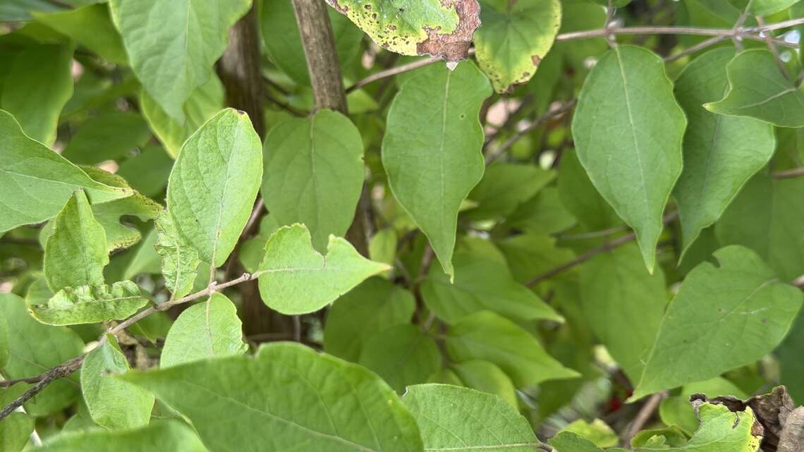 The most invasive plant in Kentucky might be in your backyard. How to spot it