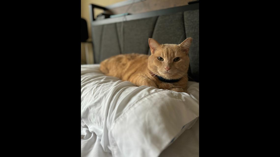 Herald-Leader wants to crown the cutest cat in Kentucky. Enter your purrfect pet now