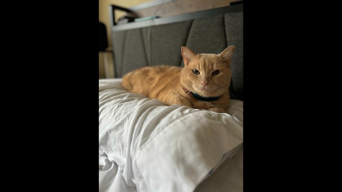 This good boy is ineligible to win the Herald-Leader’s cutest cat contest, on account of being the cat of a Herald-Leader reporter. The photo shows an adorable yellow tabby cat resting on a pillow.