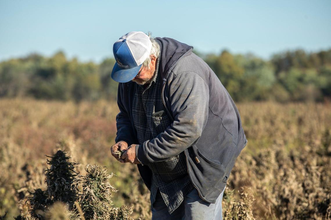 Doug Dunaway examines hemp growing in his field Thursday near Berry.