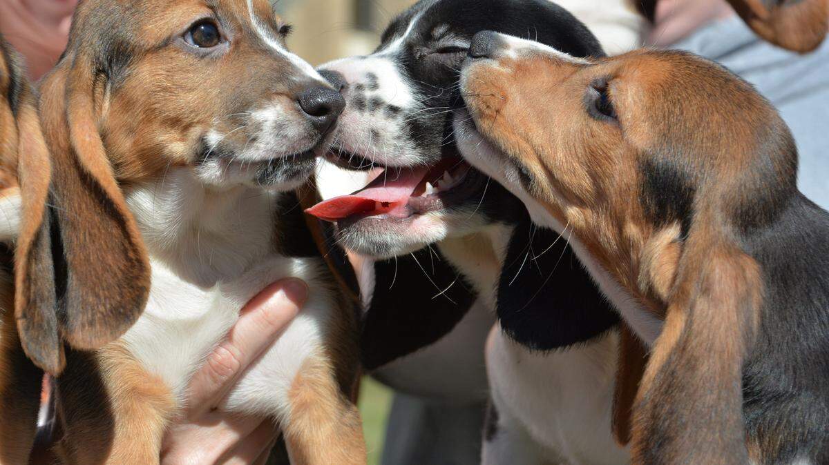 The first litter of puppies born by in vitro fertilization. (Mike Carroll/Cornell University College of Veterinary Medicine/TNS)