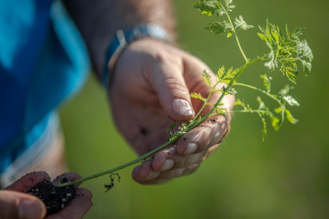 Patrick Perry, research coordinator at the Kentucky Tobacco Research and Development Center, holds an Artemisia annua seedling at University of Kentucky’s Spindletop Farm in Lexington, Ky., on Wednesday, July 8, 2020. The University of Kentucky is conducting a clinical trial of Artemisia annua, also known as sweet wormwood, for experimental COVID-19 therapies.
