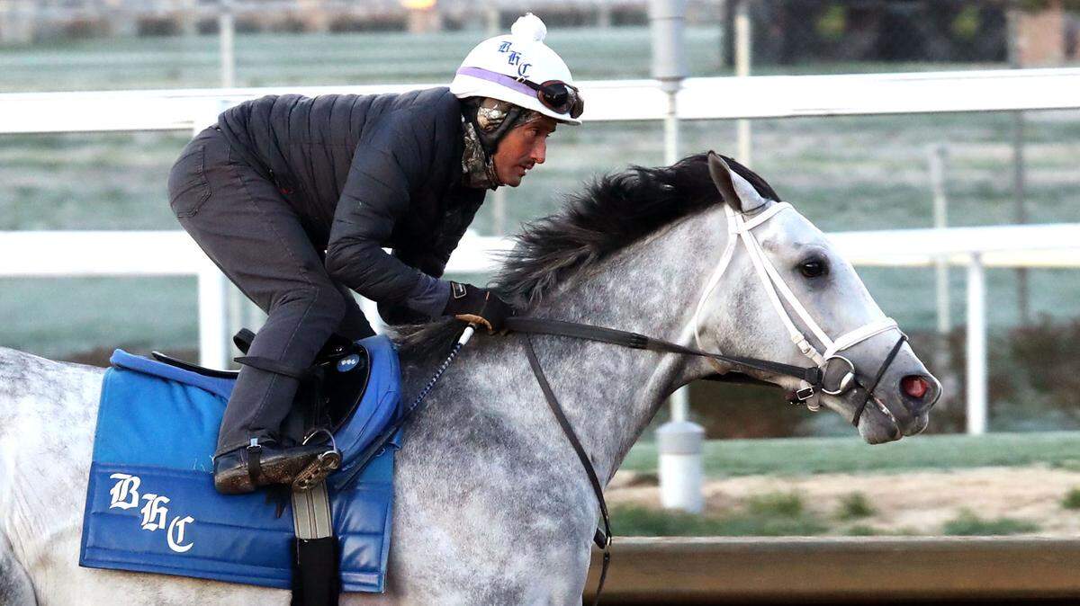Could this Kentucky-bred gray horse spring a major upset in the Kentucky Derby?