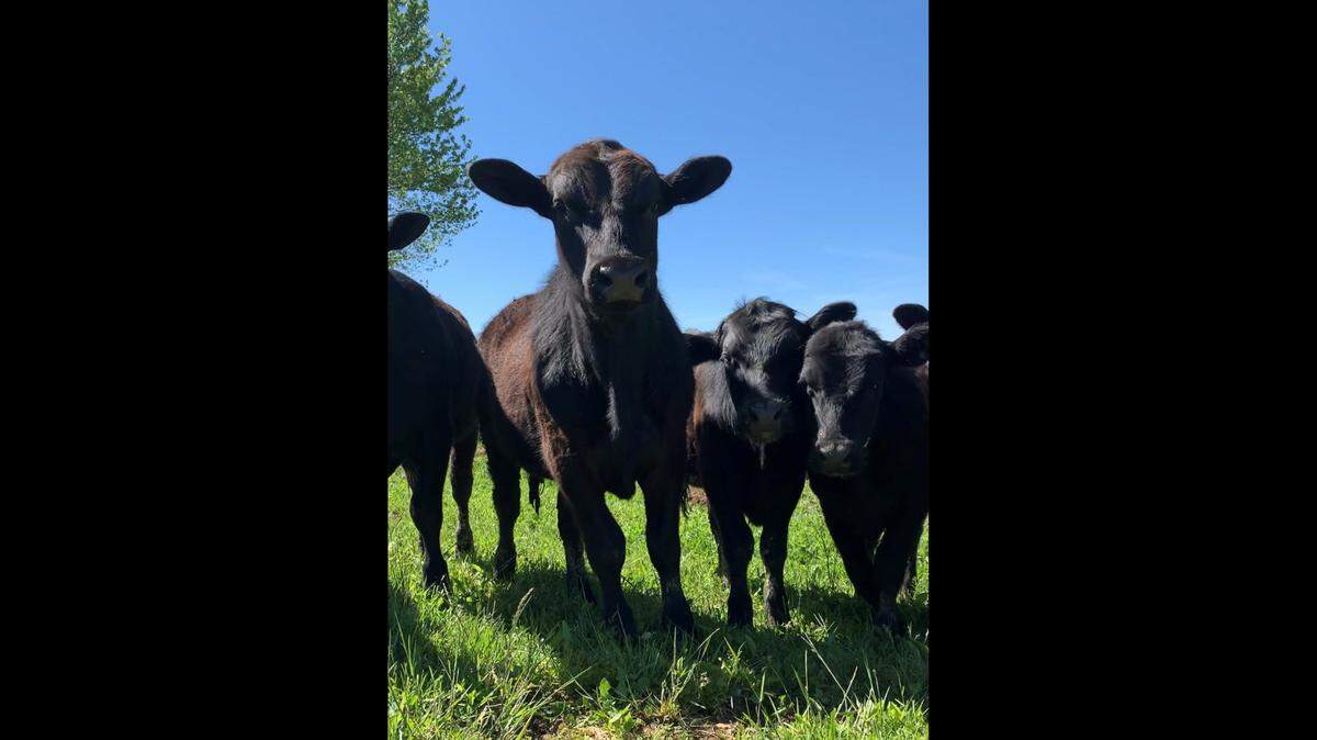 Cattle raised at Clark County’s Mt. Folly Farm.