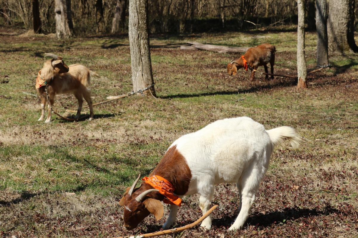 Want to picnic with the goats grazing at The Horse Lodge in Lexington? You can. And you can pick your menu from several Lexington restaurants.