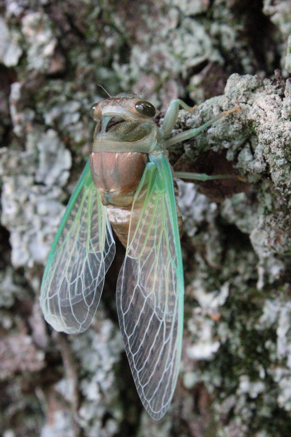 150821Cicada04.jpg