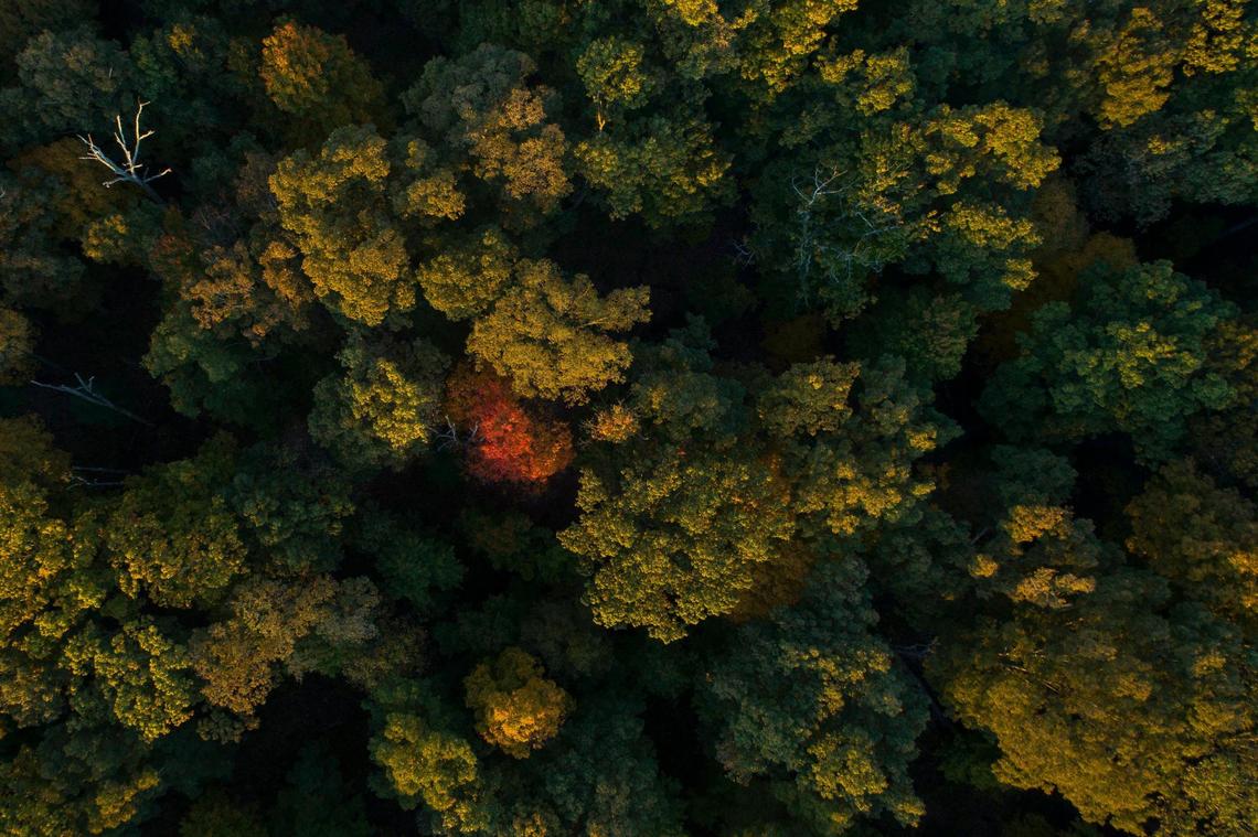 The rising sun lights treetops at the Bernheim Arboretum and Research Forest in Clermont, Ky., on Wednesday, Oct. 27, 2021.