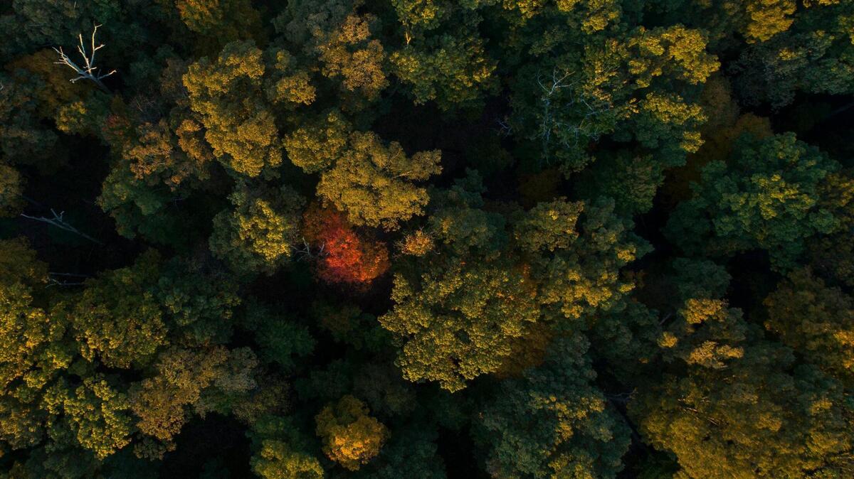 The rising sun lights treetops at the Bernheim Arboretum and Research Forest in Clermont, Ky., on Wednesday, Oct. 27, 2021.