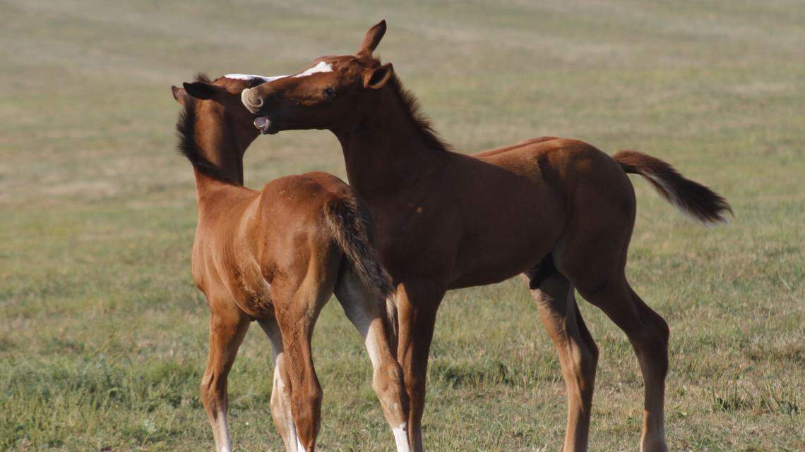 Two Warmblood foals played in the paddock last month at Spy Coast Farm on Iron Works Road. The breed's popularity is growing in the heart of Thoroughbred country.  