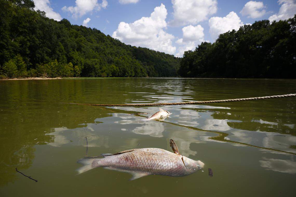 Dead carp float near the dock at the Kentucky River Campground in Frankfort, Ky., Friday, July 5, 2019. Fish impacted by bourbon runoff from the Jim Beam warehouse fire that started July 2 turned up dead along the Kentucky River throughout the area.
