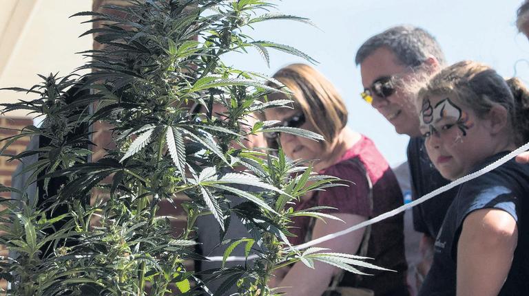 Felons may be back in the hemp farming business