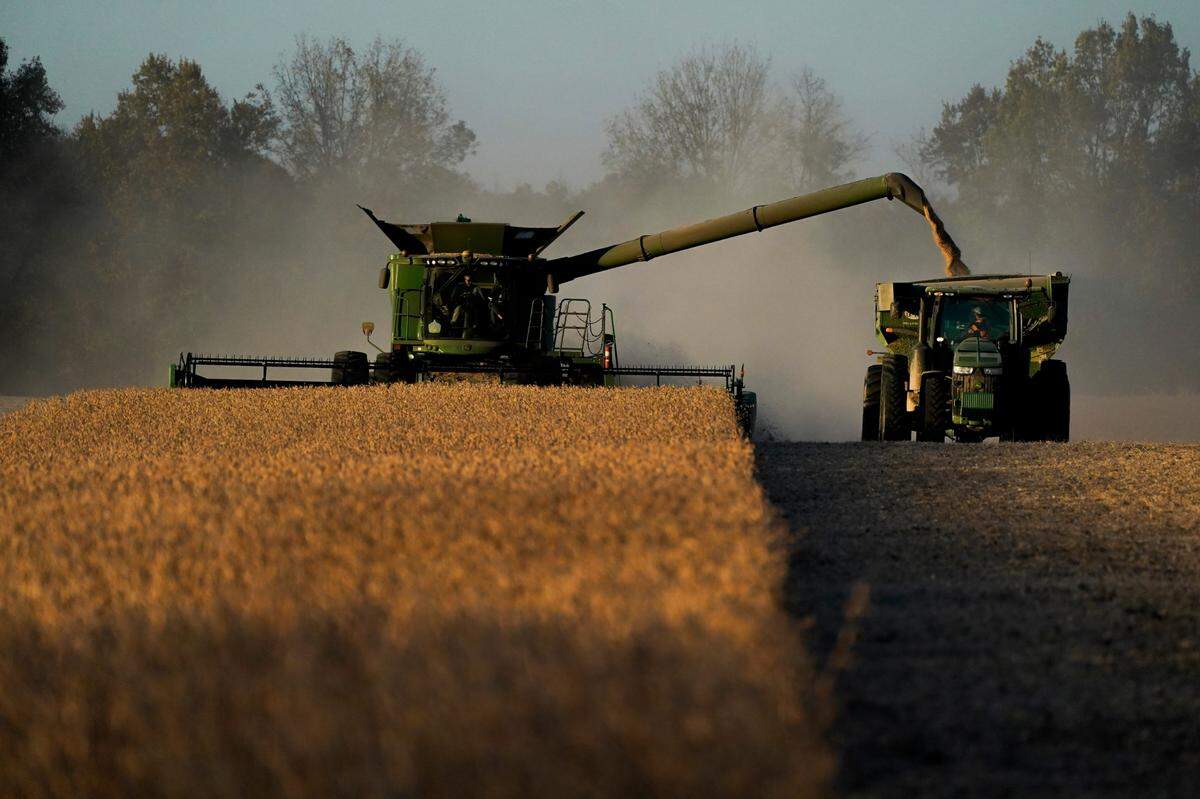 Jed Clark drives his combine while harvesting soybeans, Wednesday, Nov. 8, 2023, in Lynnville, Ky. After historic rainfall in July 2023, floods submerged crops on Clark’s farm, destroying about 18 acres of tobacco crop and 200 acres of soybeans. (AP Photo/Joshua A. Bickel)