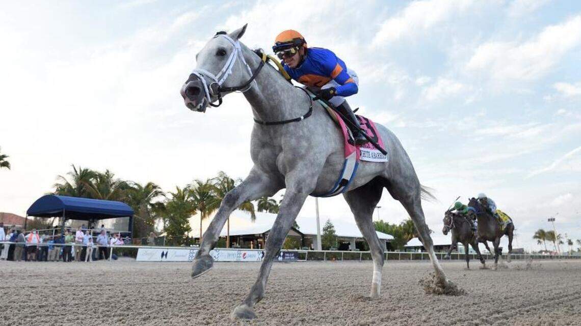 It’s a home-track bias for most of the Florida Derby contenders at Gulfstream Park