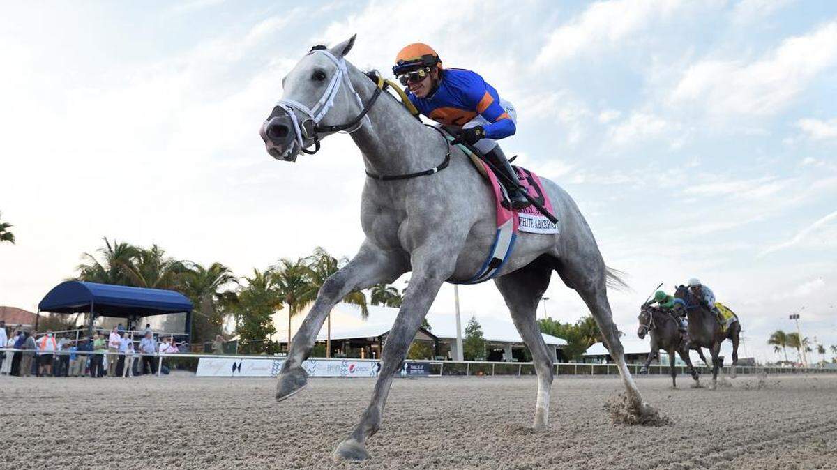 White Abarrio, ridden by Tyler Gaffalione, raced to a 4 1/2-length victory in Saturday’s $250,000, Grade 3 Holy Bull Stakes at Gulfstream Park.