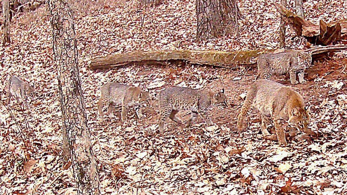 Five bobcats were spotted roaming together in Ohio in a rare sighting.