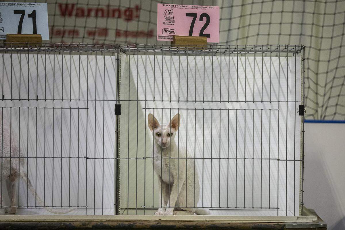 The third annual Triple Crown Cat Fanciers CFA Allbreed Cat Show was held at Kentucky Indoor Sports Saturday and Sunday.