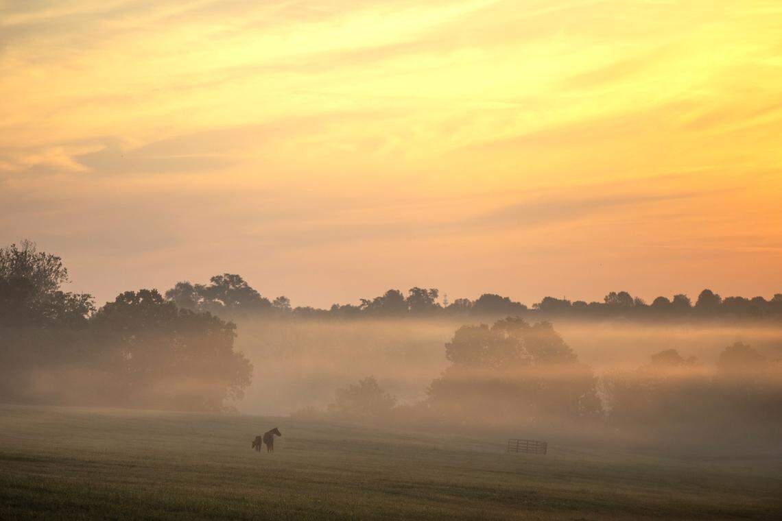A mare and foal stand in a field at Darby Dan Field off Old Frankfort Pike as the sun rises on Thursday, May 16, 2019.