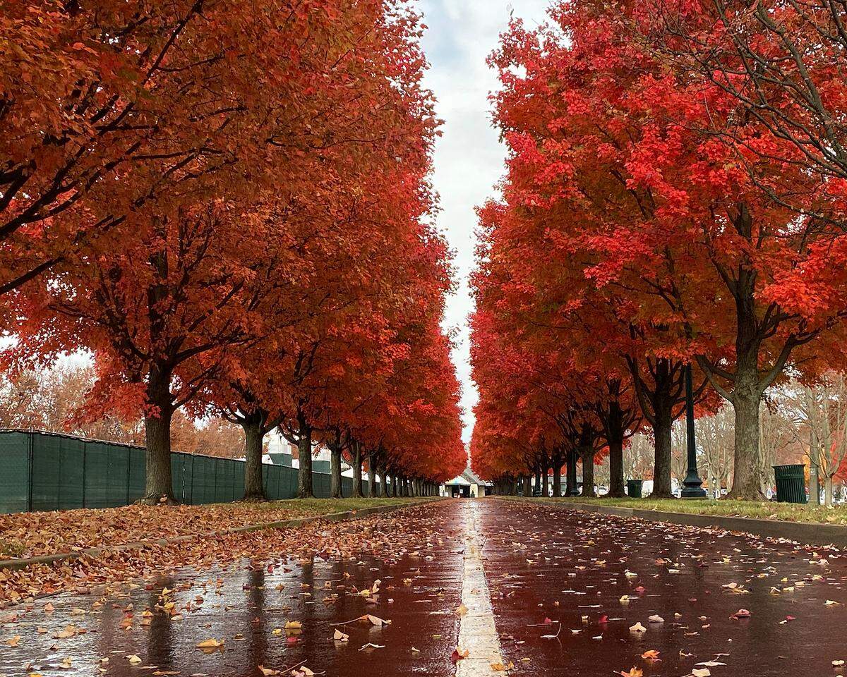 The beauty of Keeneland will be on full display during the 2022 Breeders’ Cup World Championships.