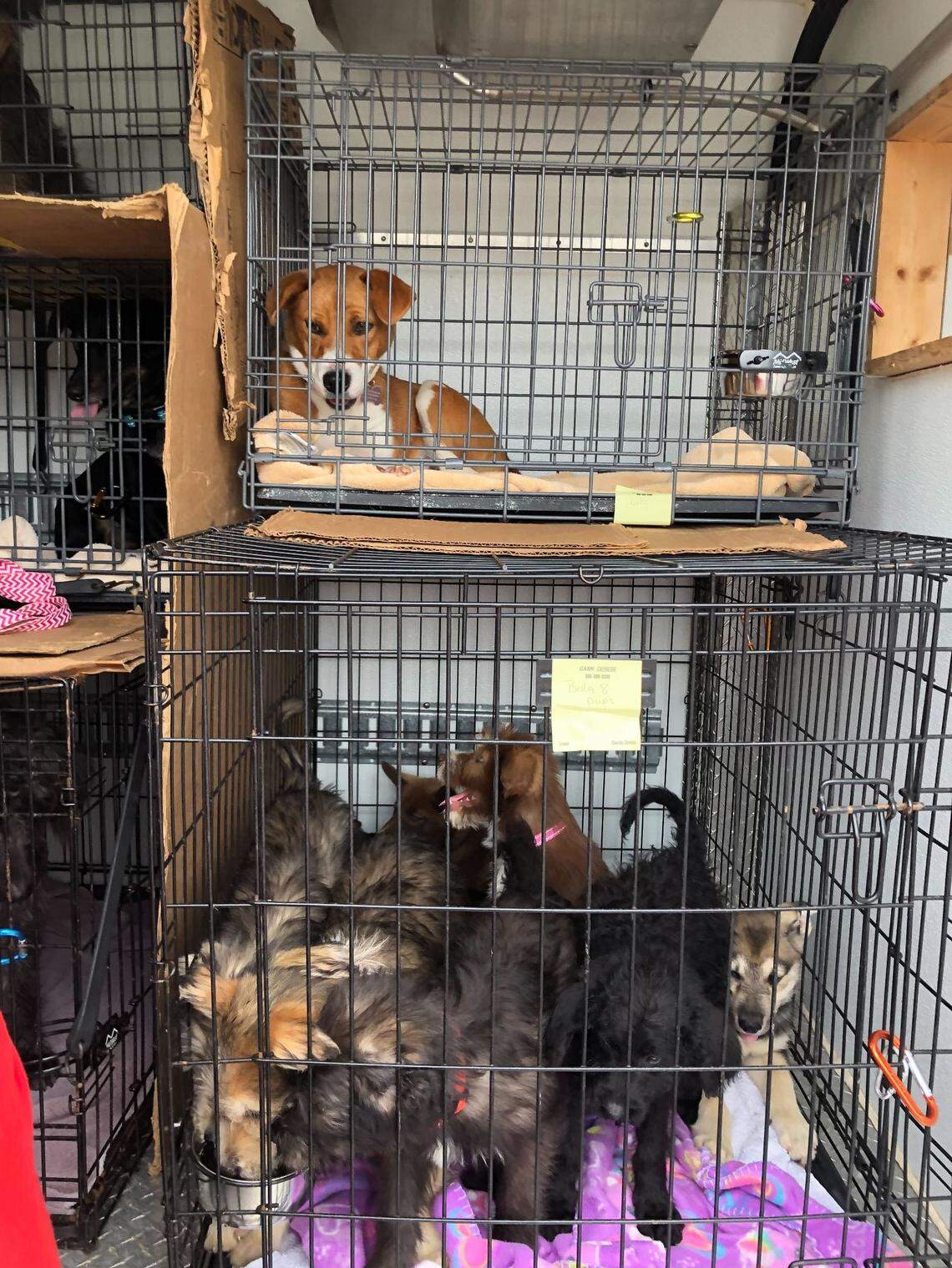 Dogs wait in crates to be transported