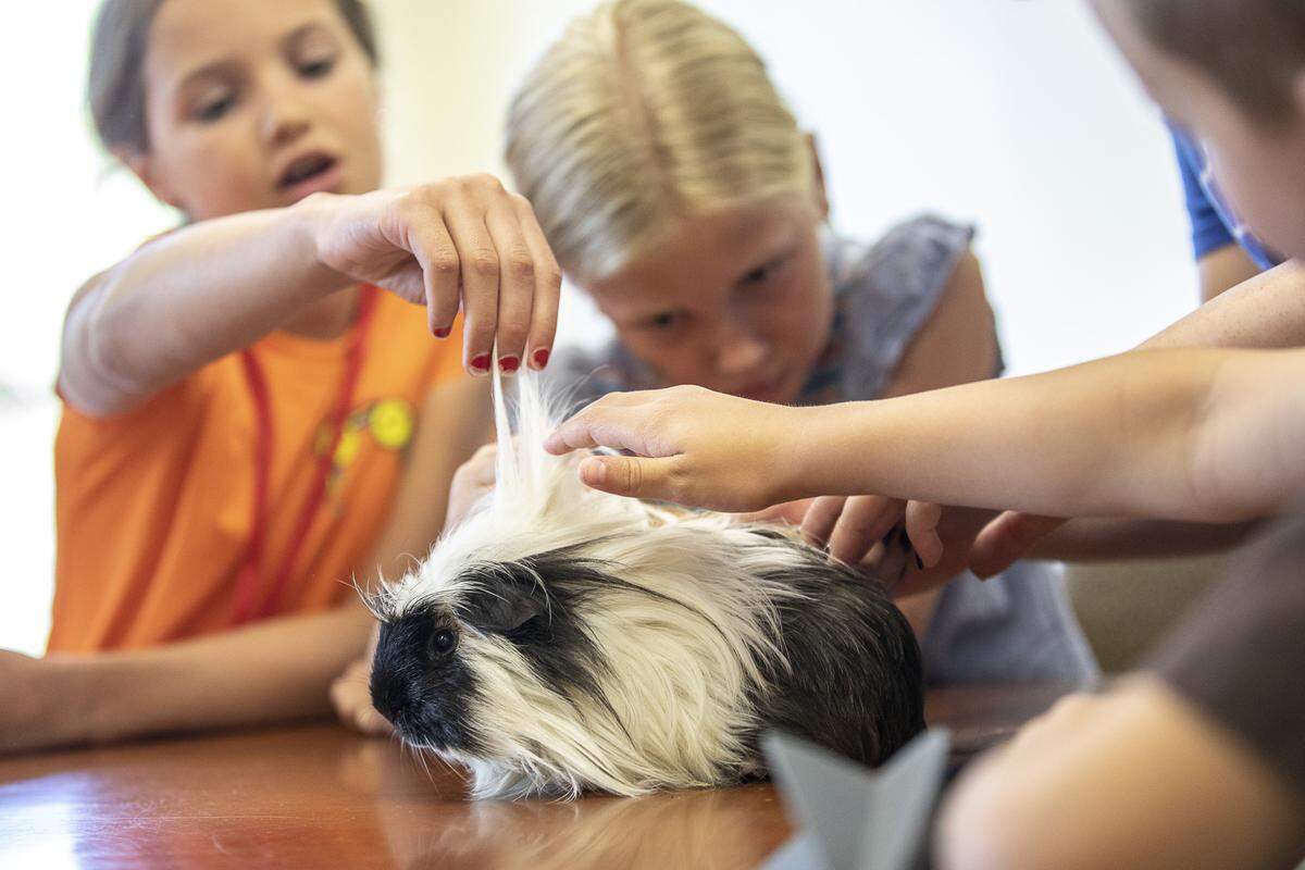 Students in the Lexington Humane Society’s Critter Camp pet a guinea pig Thursday, June 27, 2019 at the Humane Society. The five-day camp, offered throughout June and July, is a hands-on camp for kids 6-11.