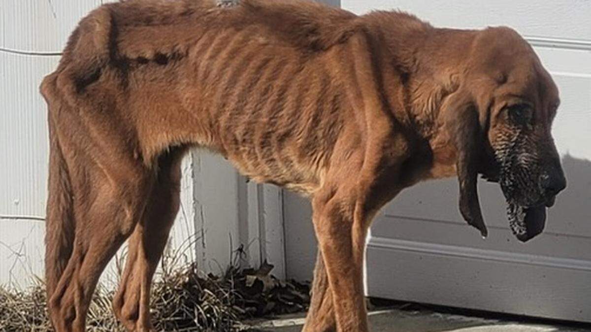 A dog named Journey, found in Shelby County in February, was one of the most severe cases of neglect and abuse ever seen in Kentucky. After time in the animal hospital, she is now recovering her health and her spirit.