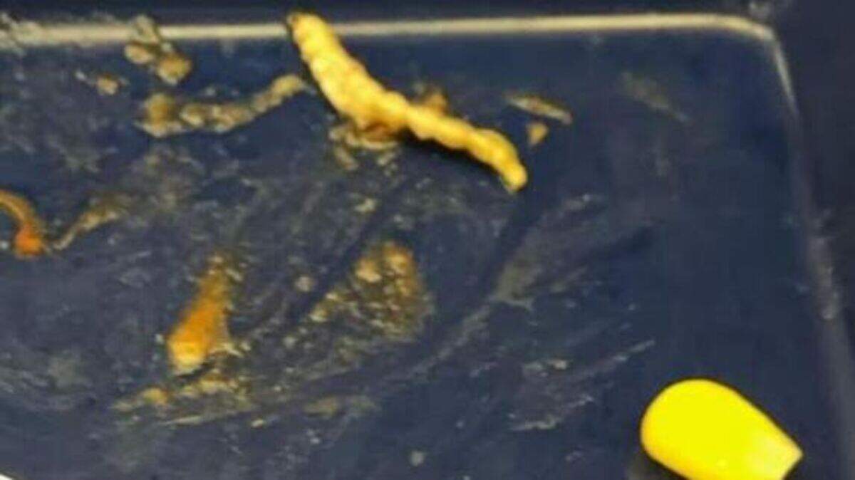 A photo of what appears to be worm in a school lunch at Lexington’s Southern Middle School in January prompted the Fayette school district to take action. Photo provided.