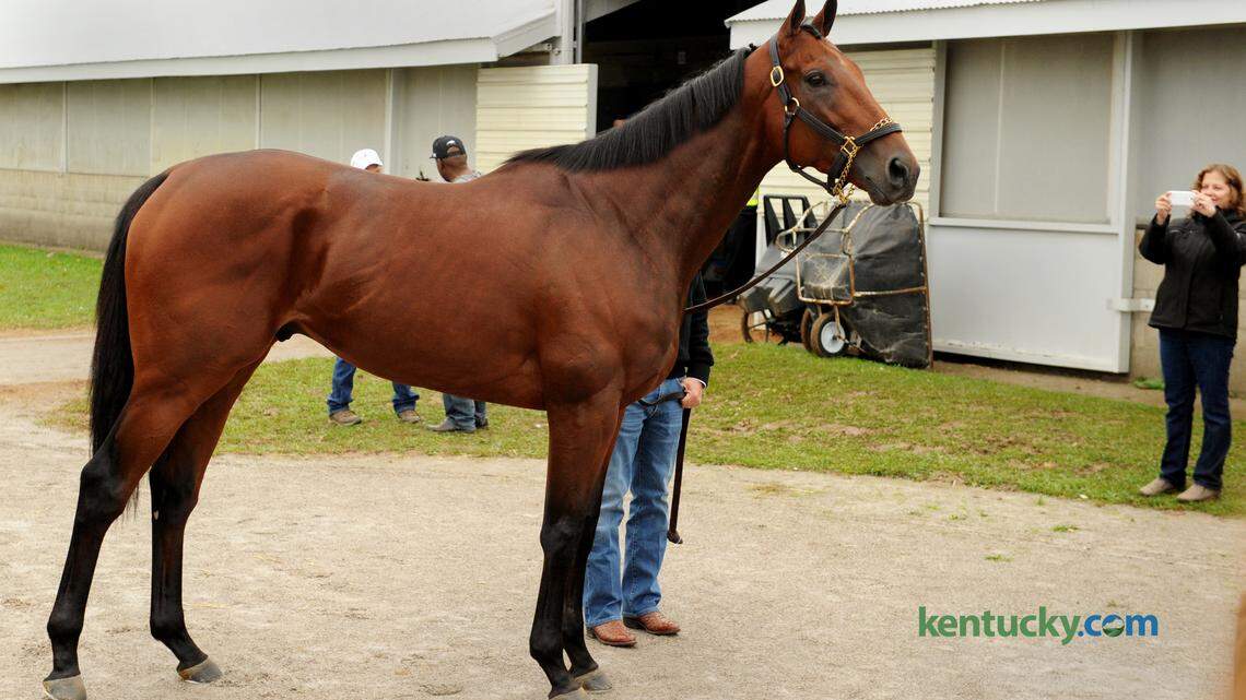 Triple Crown and Breeders' Cup Classic champion, American Pharoah, at his barn Sunday, November 1, 2015. Photo by Ken Weaver