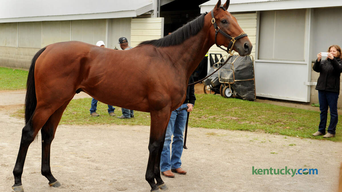 Triple Crown and Breeders' Cup Classic champion, American Pharoah, at his barn Sunday, November 1, 2015. Photo by Ken Weaver
