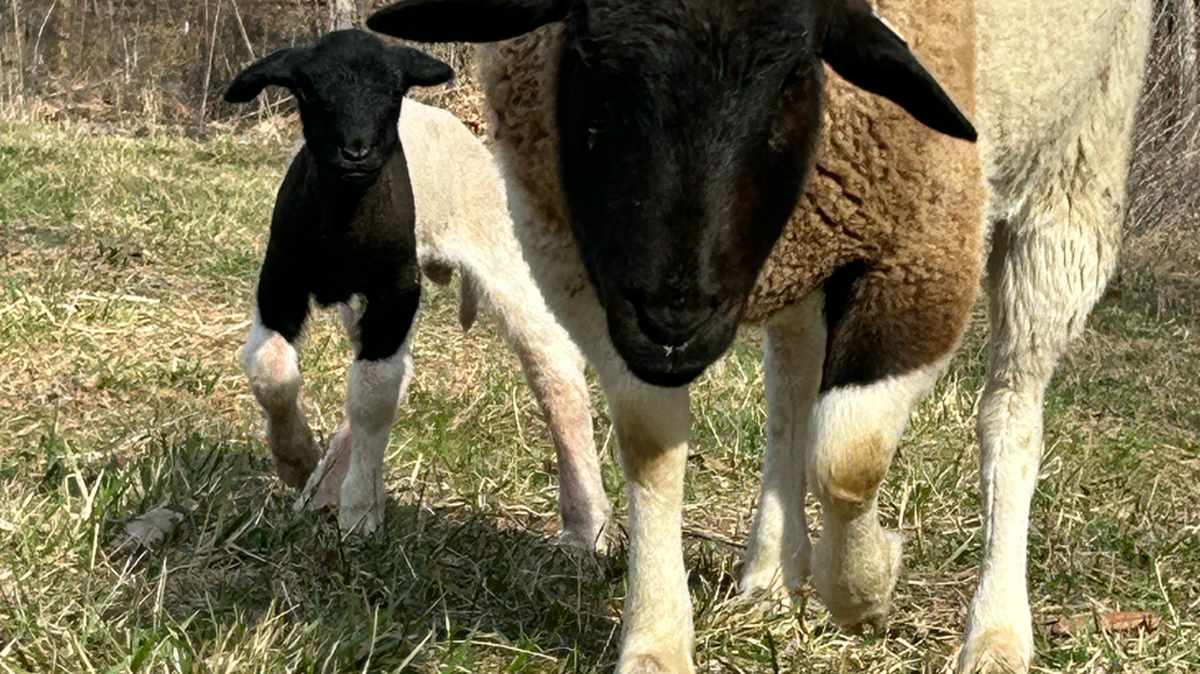 A Dorper ewe and her lamb in Franklin County
