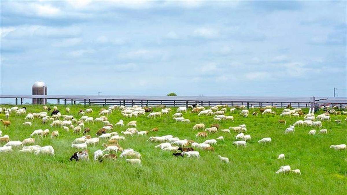 Turkey Creek Solar Ranch in Garrard County allows sheep farming and solar energy at the same time.