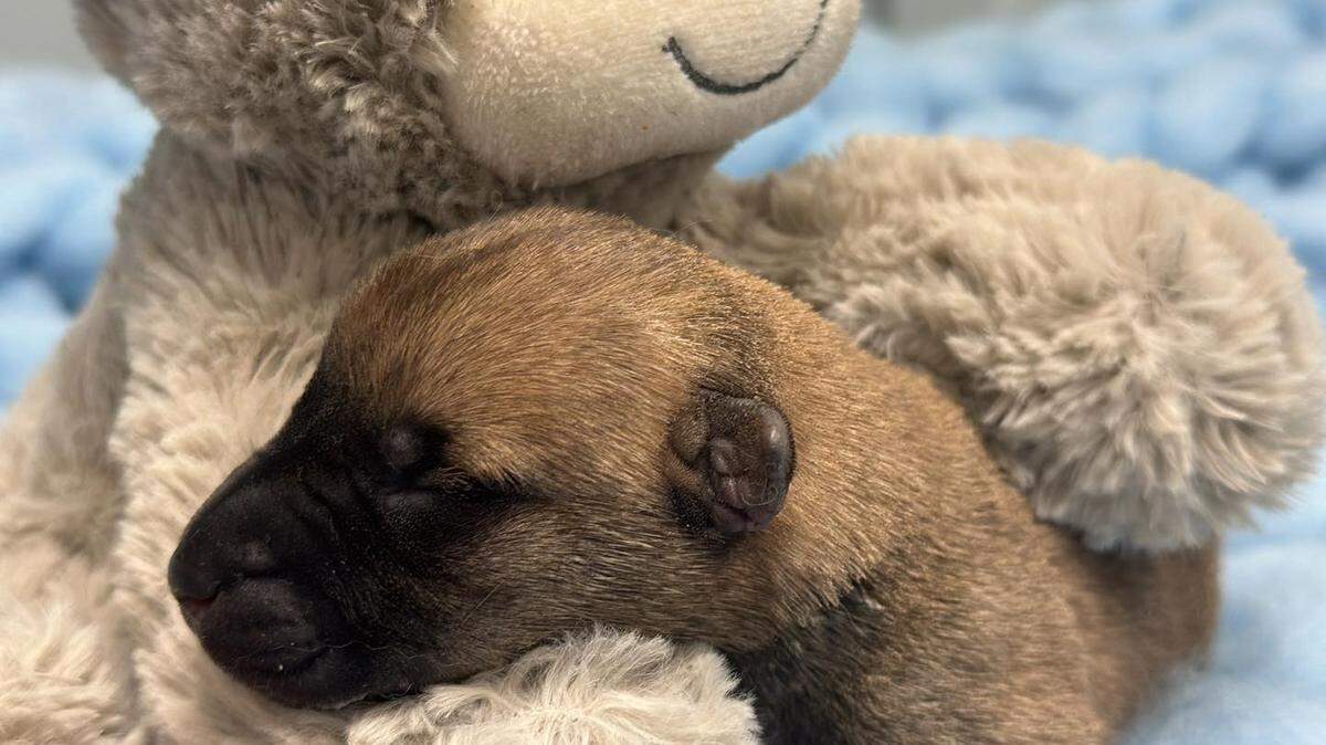 Lexington-Fayette Animal Care and Control said a litter of 13 puppies died after apparently being set on fire and abandoned.