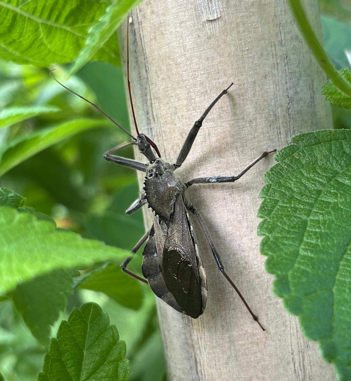 The wheel bug rests on a tree.