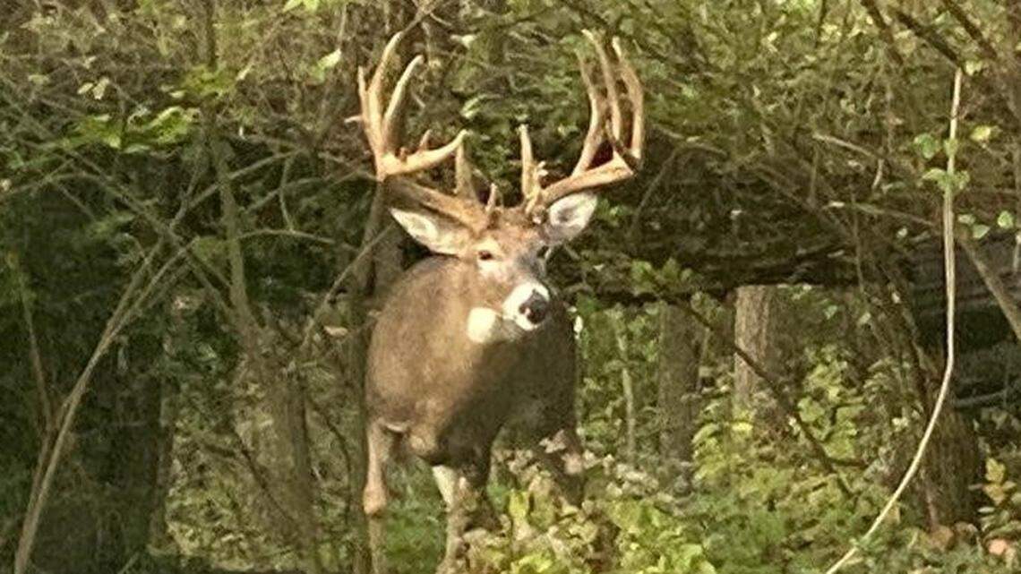 Robert Koch was charged with hunting on private property without permission, illegally killing a deer and improperly reporting the harvest,