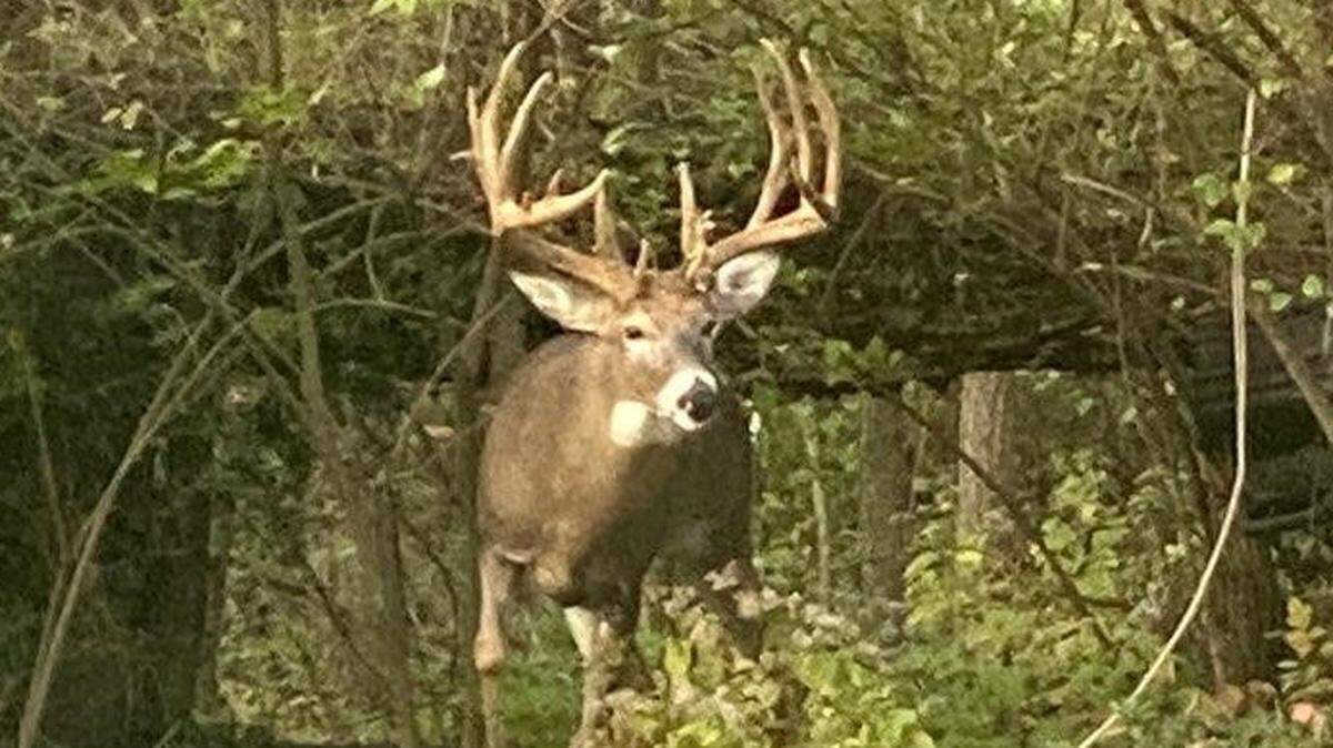 Here’s state data on deer-related collisions in Kentucky, plus tips to stay safe on the road.