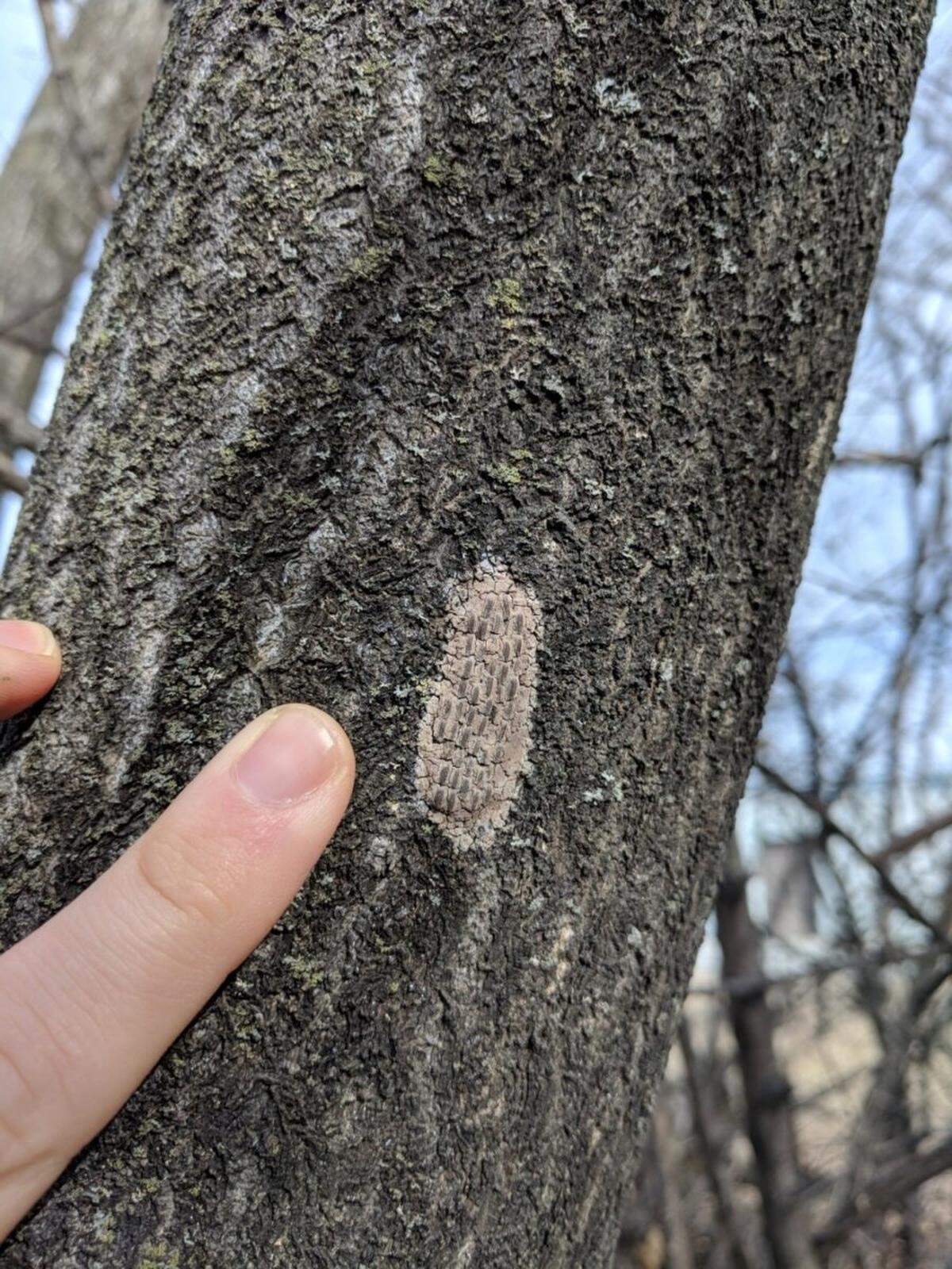 A close-up on a patch of some spotted lanternfly eggs, courtesy of the Virginia Department of Forestry. In the photo, a light brown patch that resembles a smear of clay can be found on the bark of a tree. There are little rows of  eggs, oval in shape, on the patch, which itself is only about as long as a fingertip.