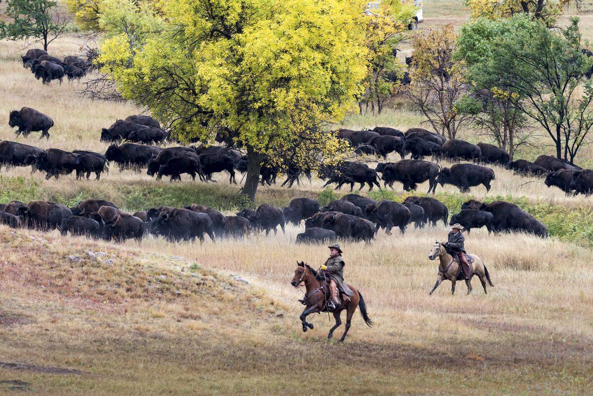 Each fall, the ground rumbles and the dust flies as cowboys, cowgirls and park crews saddle up to bring in the thundering herd. The annual roundup, held the last Friday in September, is open to the public. In 2019, the Roundup is scheduled for September 27.