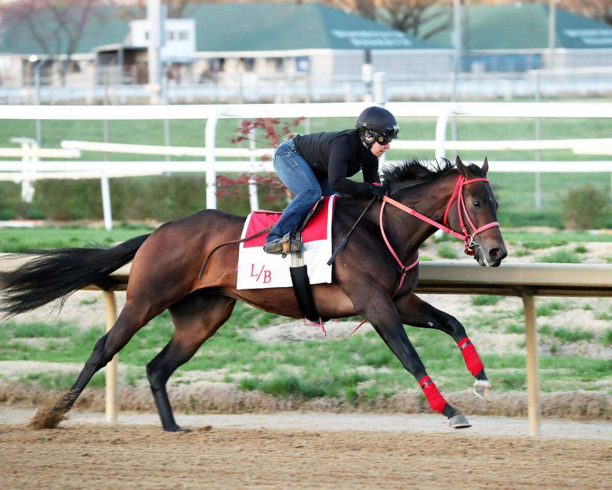 Coal Battle is projected to run in the Kentucky Derby after winning the Rebel Stakes and finishing third in the Arkansas Derby.