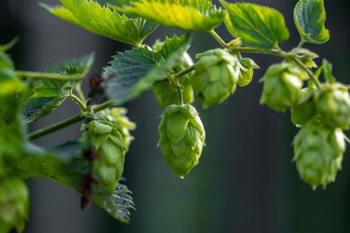 Hops nearly ready for harvest grow at the West Sixth Farm in Frankfort in July.