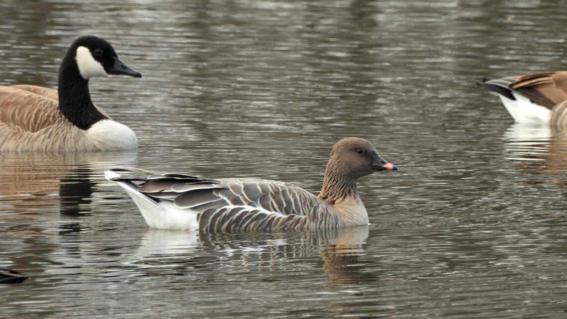 The pink-footed goose was first spotted in Kentucky in November and showed up south of Lexington last week.