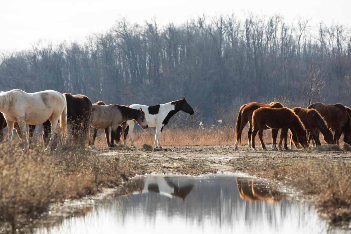 Hundreds of free-roaming horses walk on mountaintops and graze on reclaimed mine land in southeastern Kentucky near Elk View in Breathitt County, Ky., Tuesday, December 13, 2022. Non-profit the Appalachian Horse Project feeds and cares for the horses, especially in the winter time when grass on the mountaintop is more scarce.